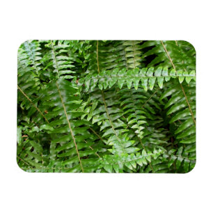 Magnet Flexible Feuilles de fougère I Nature verte