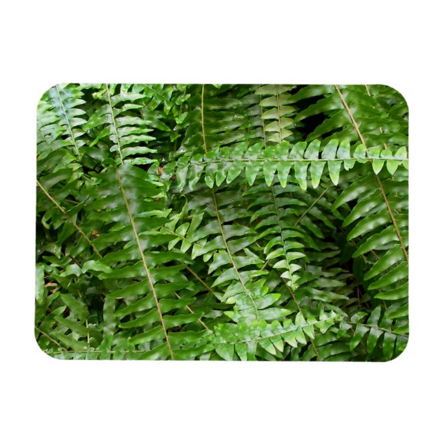 Magnet Flexible Feuilles de fougère I Nature verte (Horizontal)