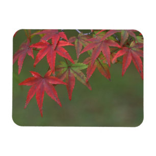 Magnet Flexible Feuilles d'érable, Katsura, Kyoto, Japon