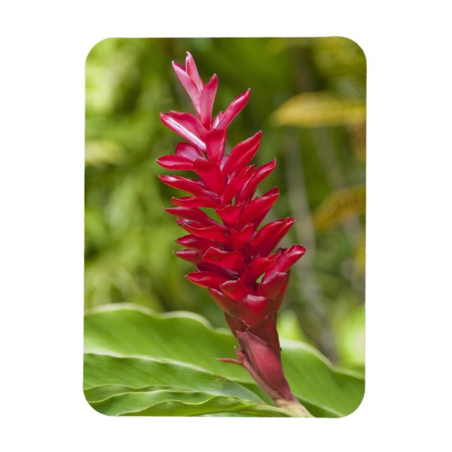 Magnet Flexible Fidji, île de Viti Levu. Fleur. (Vertical)