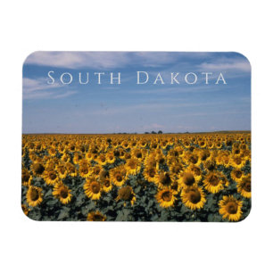 Magnet Flexible Field of Sunflowers, South Dakota