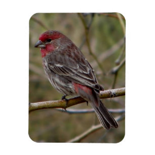 Magnet Flexible Finch pourpre