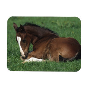 Magnet Flexible Fixation de poulain de Warmblood