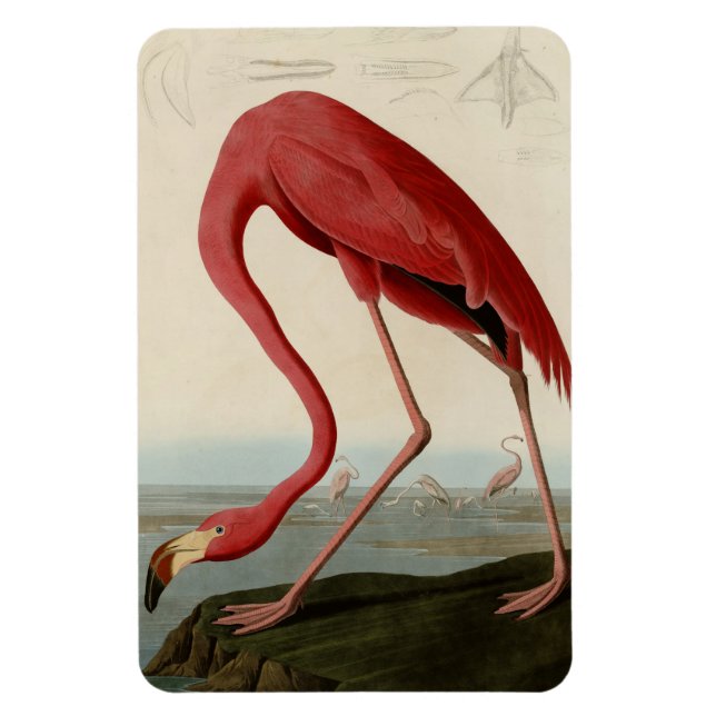Magnet Flexible Flamant rose américain (Vertical)