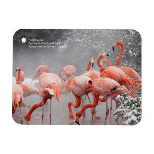Magnet Flexible Flamants roses de Smithsonien   dans la neige