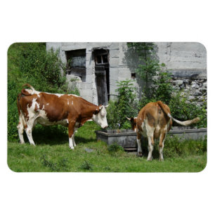 Magnet Flexible Fleckvieh soif