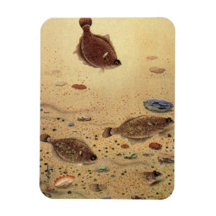Magnet Flexible Flets ou poissons plats, vie marine océanique vint