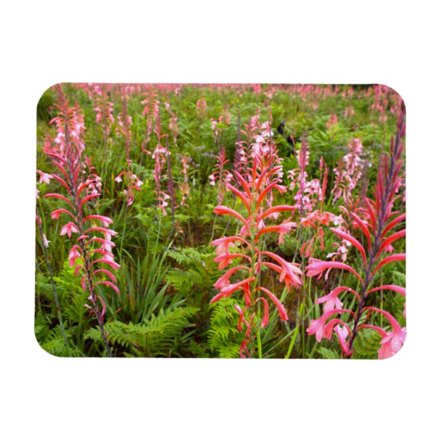 Magnet Flexible Fleur de Bugle Lily (Watsonia), Cap-Oriental (Horizontal)