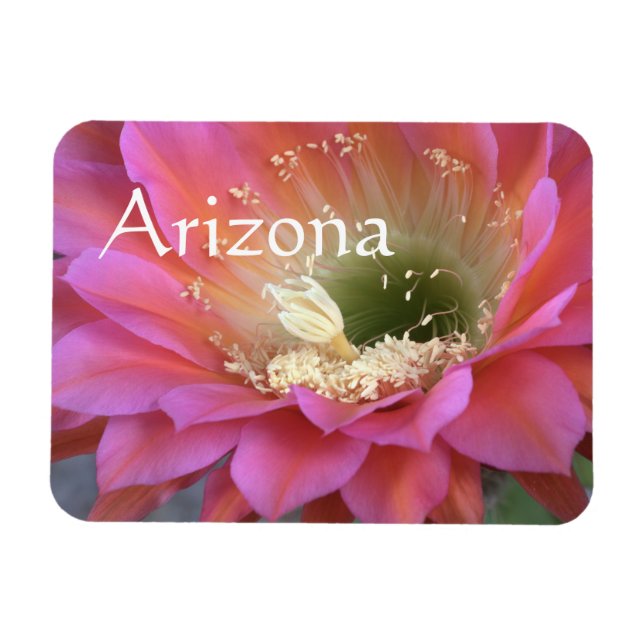Magnet Flexible Fleur de cactus rose dans le désert (Horizontal)