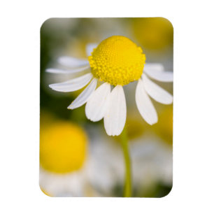 Magnet Flexible Fleur de camomille en gros plan, Hongrie