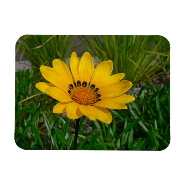 Magnet Flexible Fleur de Gazania jaune (Horizontal)
