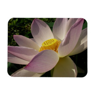 Magnet Flexible Fleur de lotus rose III Florale d'été