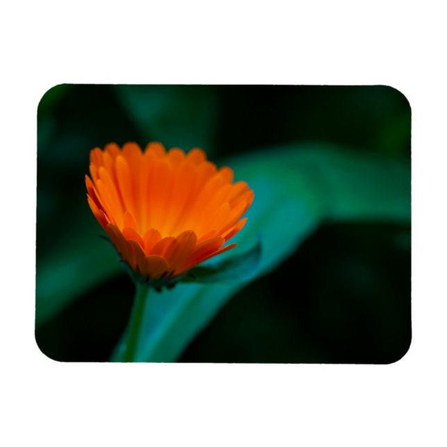 Magnet Flexible Fleur de marguerite orange (Horizontal)
