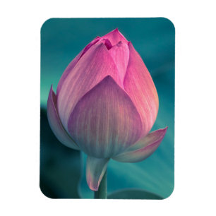 Magnet Flexible Fleur de nénuphar de Lotus