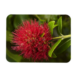 Magnet Flexible Fleur de Pohutukawa, Dunedin