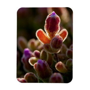 Magnet Flexible Fleur de succulente colorée en contre-jour avec bo
