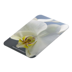 Magnet Flexible Fleur d'orchidée blanche