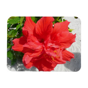 Magnet Flexible Fleur double hibiscus rouge