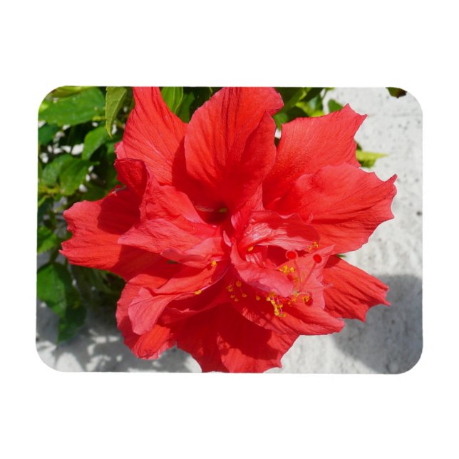 Magnet Flexible Fleur double hibiscus rouge (Horizontal)