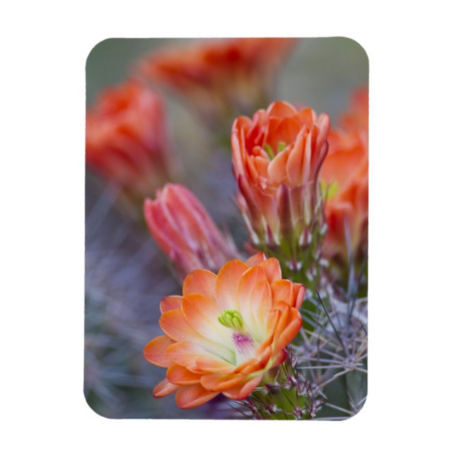 Magnet Flexible Fleur en Orange (Vertical)