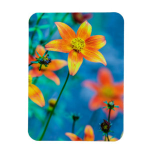 Magnet Flexible Fleur étoile orange
