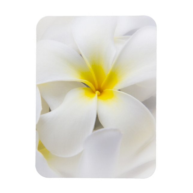 Magnet Flexible Fleur Frangipani Plumeria blanche Fleurs florales (Vertical)
