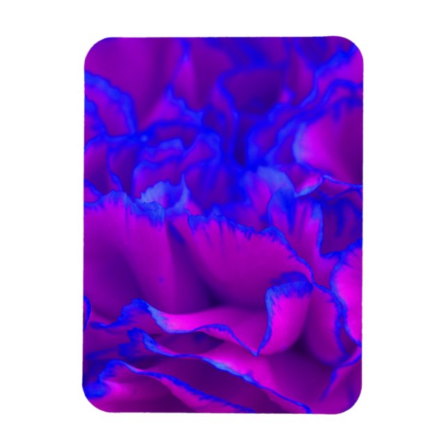 Magnet Flexible Fleur gras Fuschia rose et bleu oeillet (Vertical)