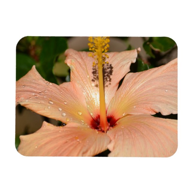 Magnet Flexible Fleur Hibiscus de Pêche (Horizontal)