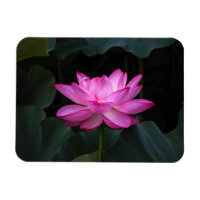 Fleur Lotus