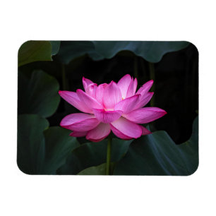 Magnet Flexible Fleur Lotus