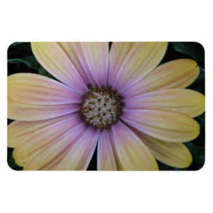 Magnet Flexible Fleur marguerite jaune et violet