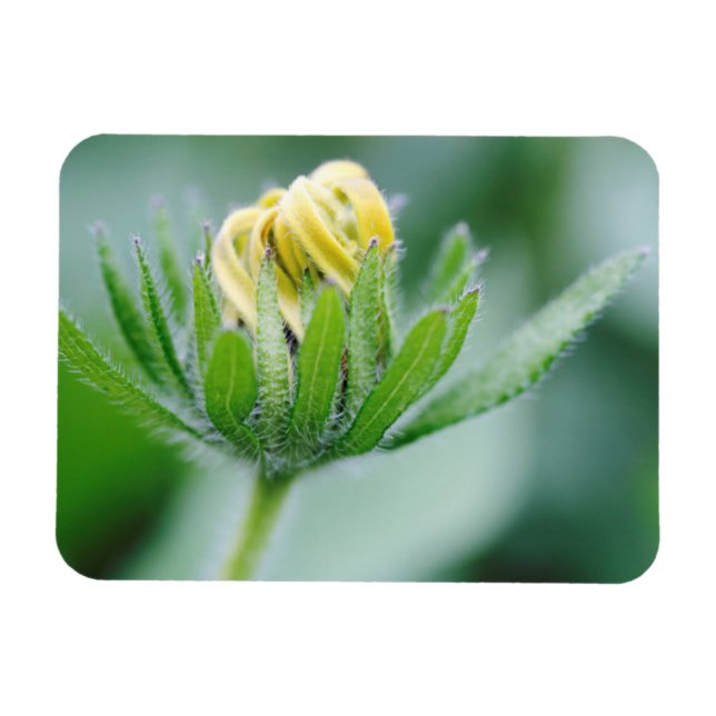 Magnet Flexible Fleur ouverte de l'Echinacea (Horizontal)