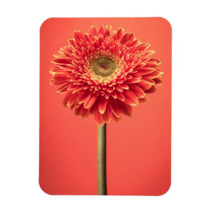 Magnet Flexible Fleur rouge de marguerite de Gerbera de Barberton