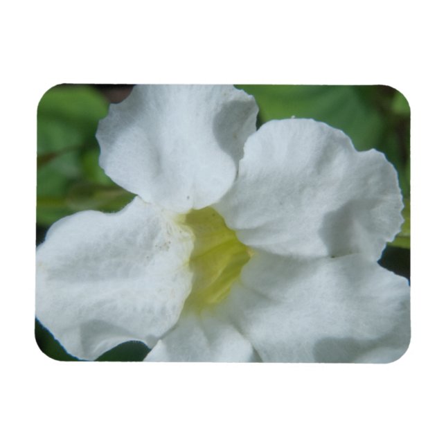Magnet Flexible Fleur tropicale blanche trouvée à Fidji (Horizontal)