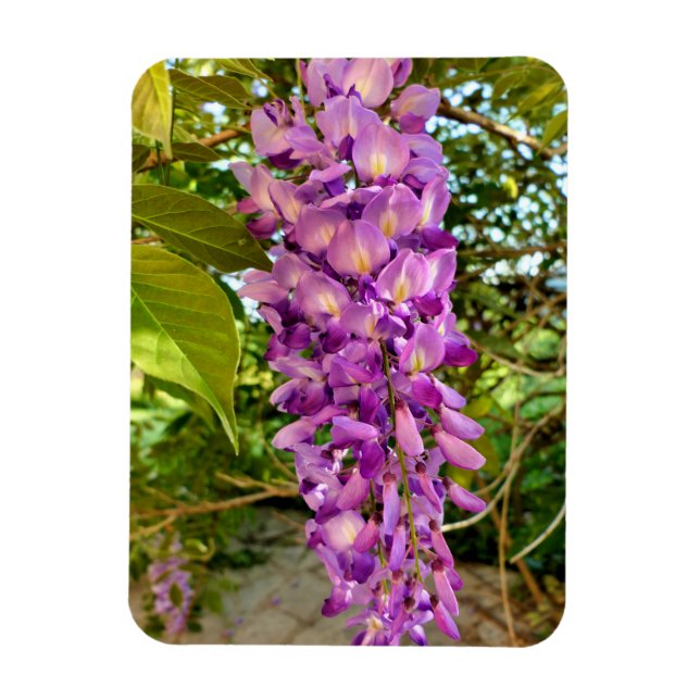 Magnet Flexible Fleur Wisteria (Vertical)