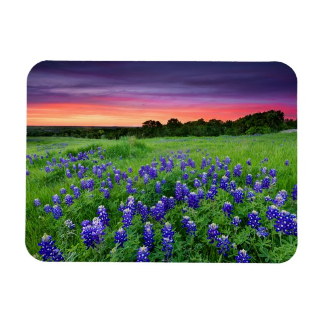 Magnet Flexible Fleurs | Bluebonnets à Sunset Texas (Horizontal)