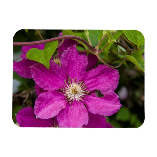 Magnet Flexible Fleurs chez Robinette's Apple Haus & Gift Barn (Horizontal)
