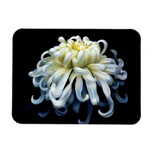 Magnet Flexible Fleurs Chrysanthème blanc