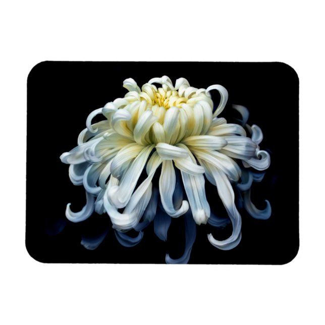 Magnet Flexible Fleurs | Chrysanthème blanc (Horizontal)