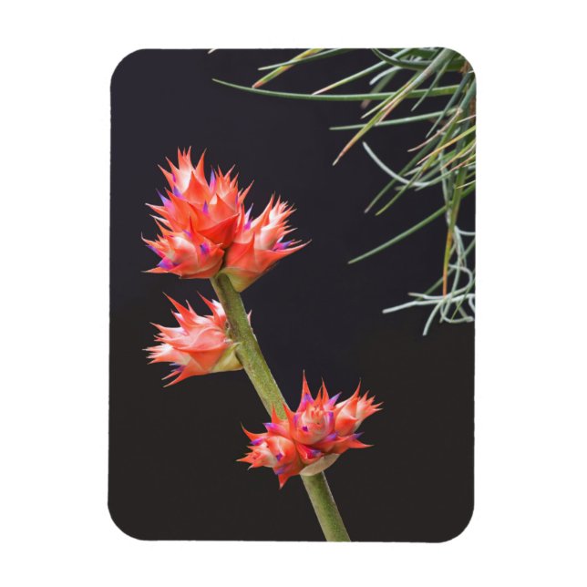 Magnet Flexible Fleurs de broméliade et tige (Vertical)