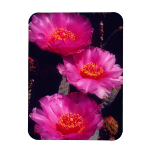 Magnet Flexible Fleurs de Cactus Beavertail 2