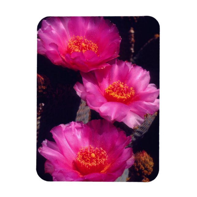 Magnet Flexible Fleurs de Cactus Beavertail 2 (Vertical)