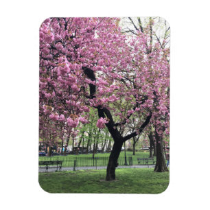 Magnet Flexible Fleurs de cerisiers roses printemps New York City
