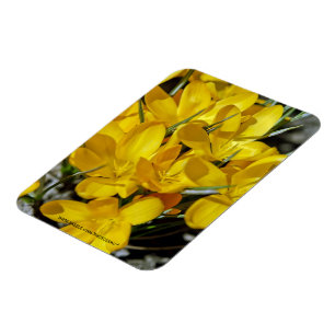 Magnet Flexible Fleurs de Crocus Jaune