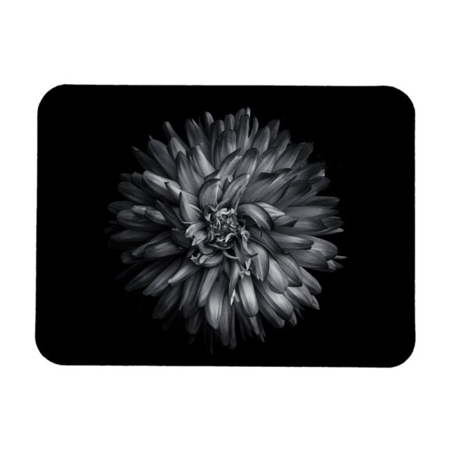 Magnet Flexible Fleurs de jardin en noir et blanc 20 (Horizontal)