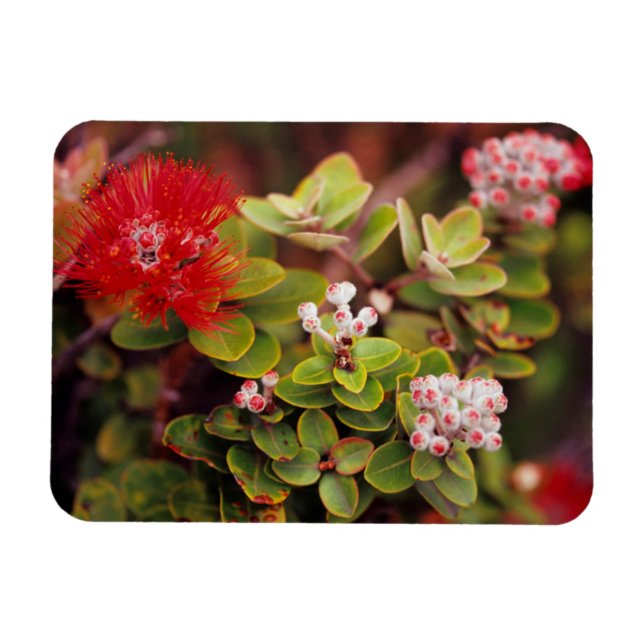 Magnet Flexible Fleurs de Lehua à Hawaï Volcans (Horizontal)