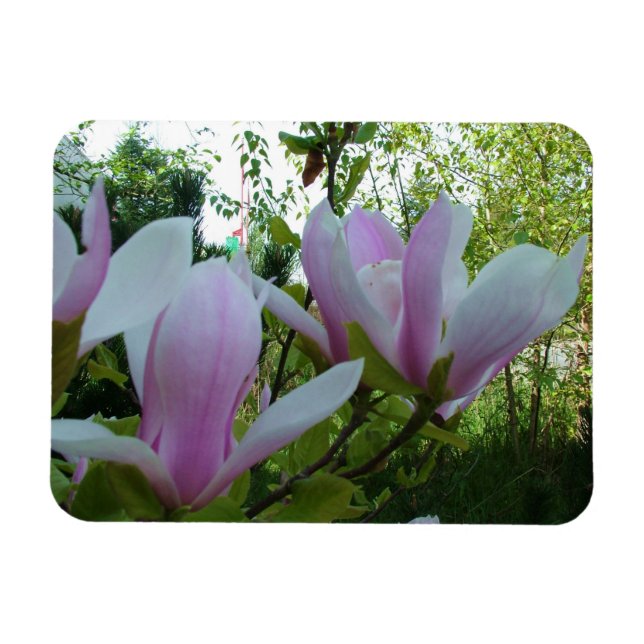 Magnet Flexible fleurs de magnolia mauve (Horizontal)