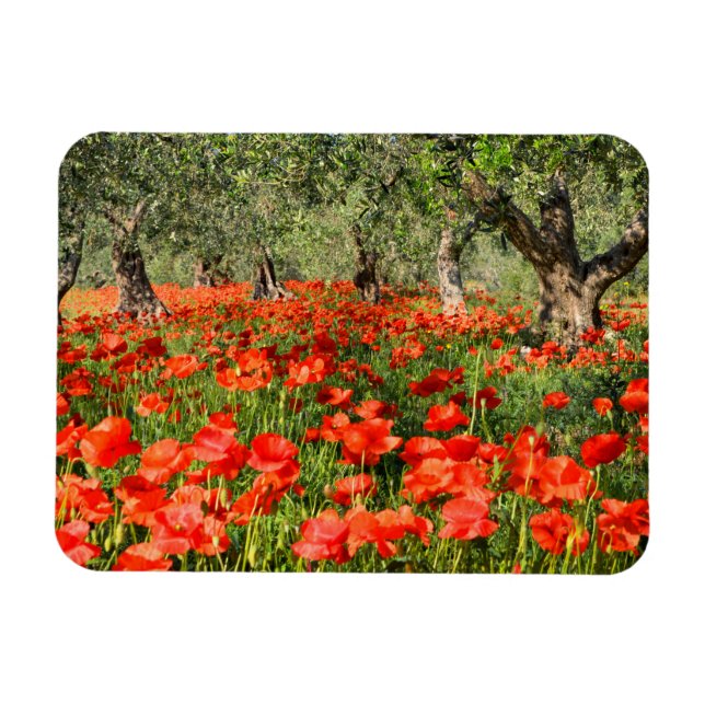Magnet Flexible Fleurs de pavot rouge sous les vieux oliviers (Horizontal)