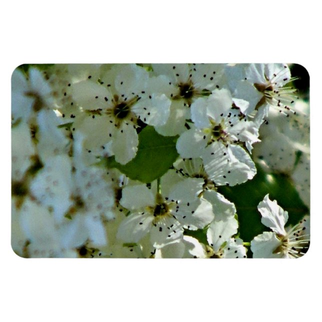 Magnet Flexible Fleurs de poires en fleurs (Horizontal)