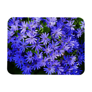 Magnet Flexible Fleurs de type Marguerite Bleue Photographie de la